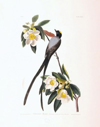 Forked-tailed Flycatcher